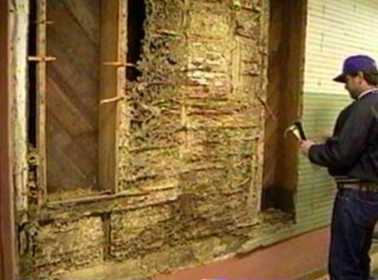 sarang karton rayap formosa